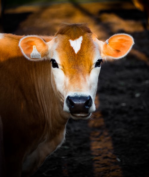 sfruttamento delle mucche da latte