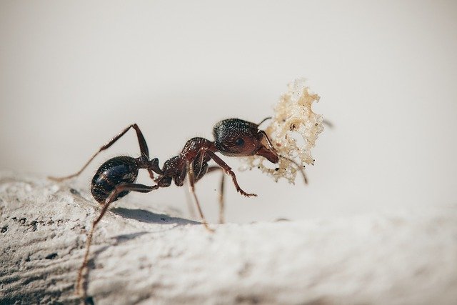 Quando le formiche entrano in casa come eliminarle