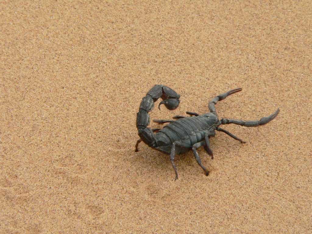 Scorpioni: habitat, abitudini, cabala