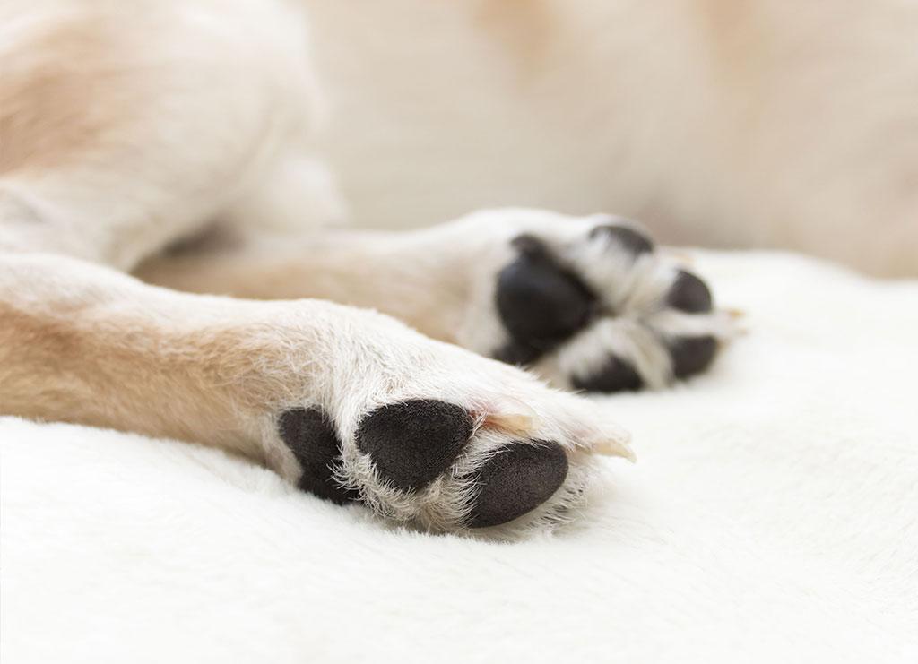 Le 8 domande più comuni sull’osteoartrite di cane e gatto