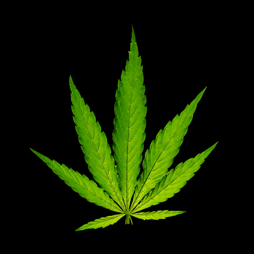 Come oridinare cannabis legale a domicilio